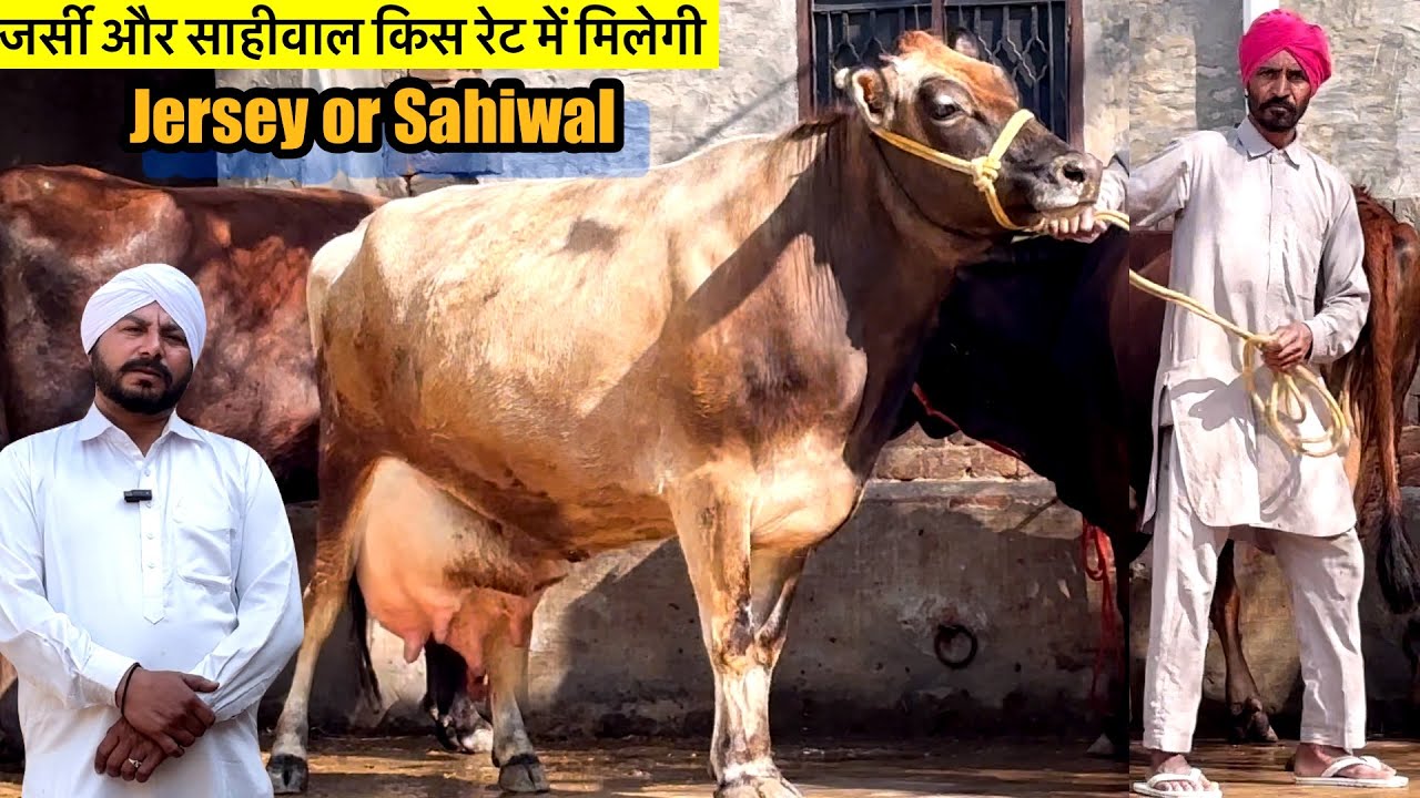 8 जर्सी,साहीवाल रेट और दूध क्या है,जानते हैं परवेज़ भाई से #cow #dairyfarm #rajusirsa 