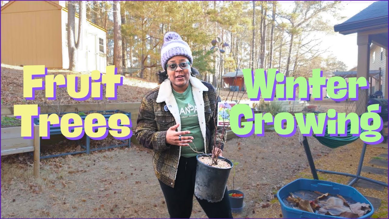 Fruit Trees for Winter Planting: Our 2026 Top Picks