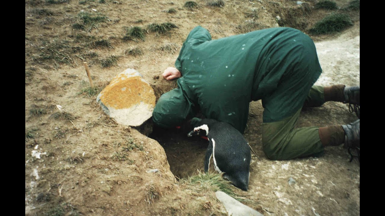 Feuerland - Mare TV - Mike Bingham and penguins