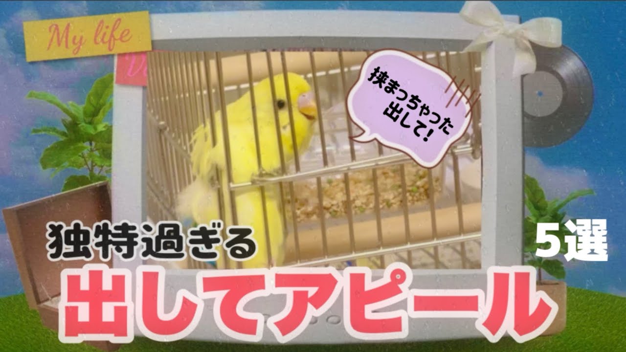 可愛すぎてヤバい！ギンちゃんケージから出してアピール5選