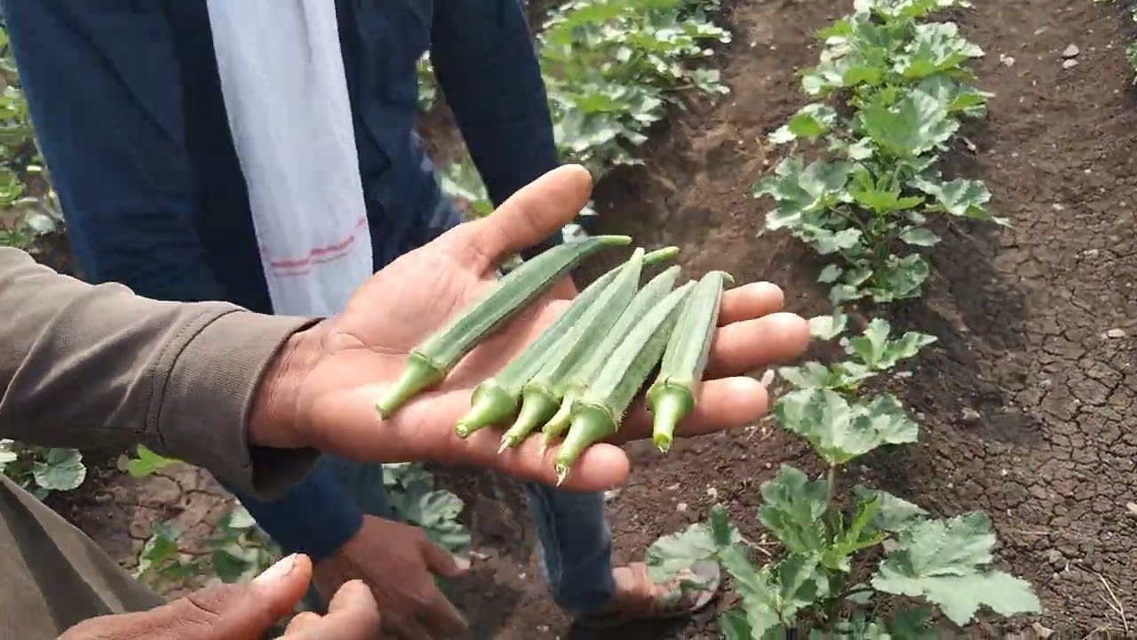 Bhindi ki unnat Kheti l गर्मियों में भिंडी राधिका (एडवांटा कम्पनी)की उन्नत खेती सम्पूर्ण जानकारी