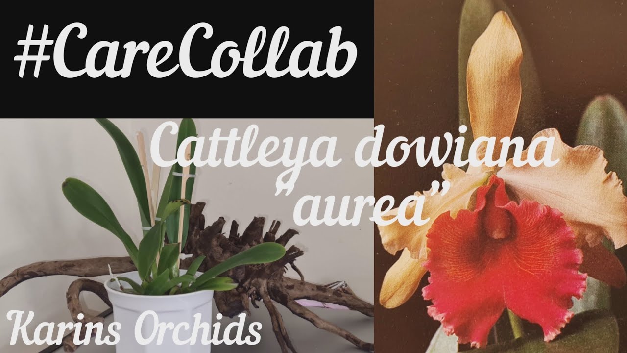 Cattleya dowiana aurea orchid #CareCollab