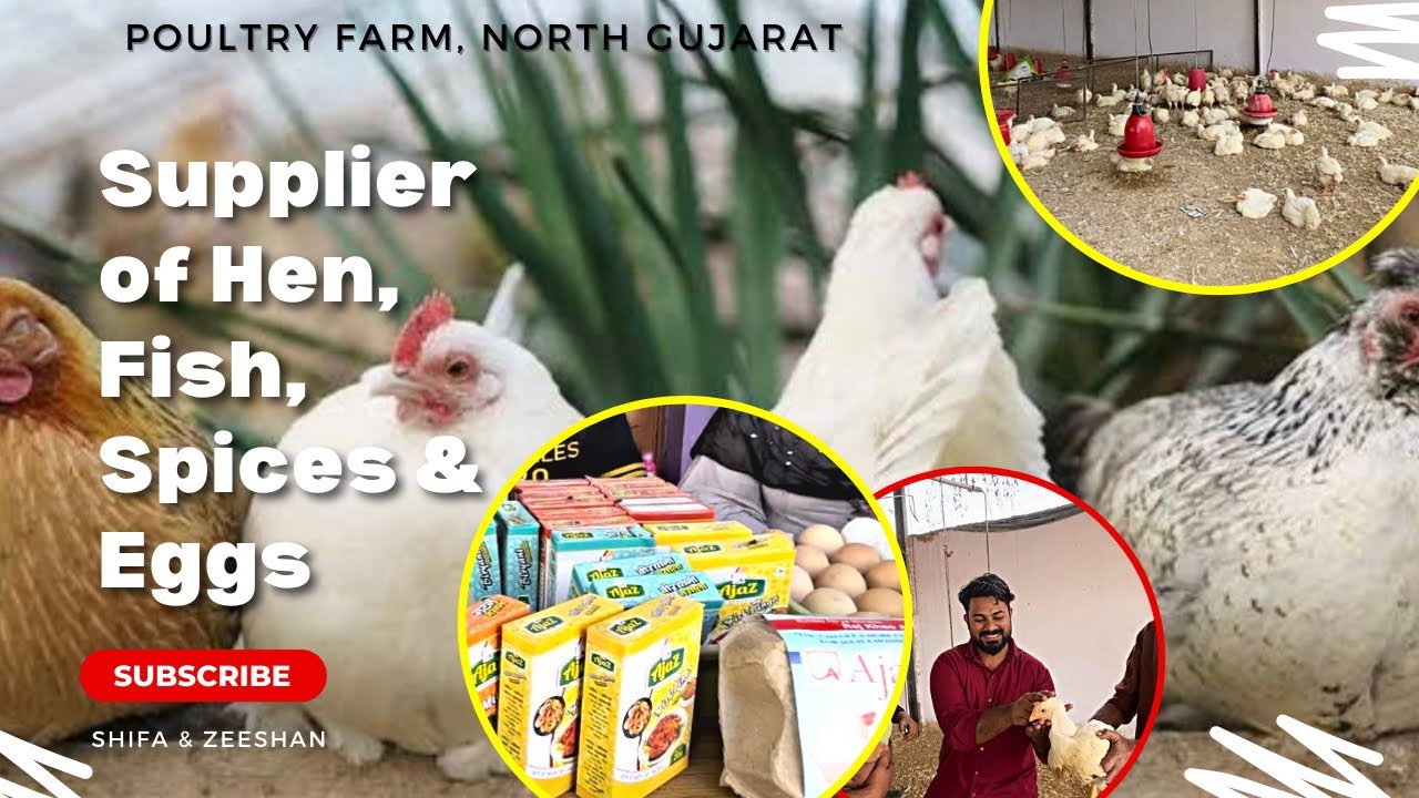 Biggest Poultry Farm | Gujarat