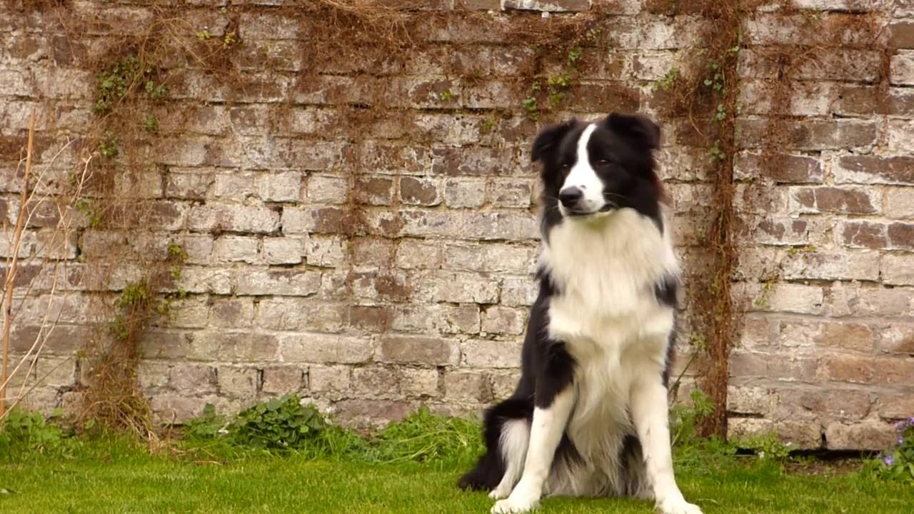 Border Collie 1 year old ♡ Odiel