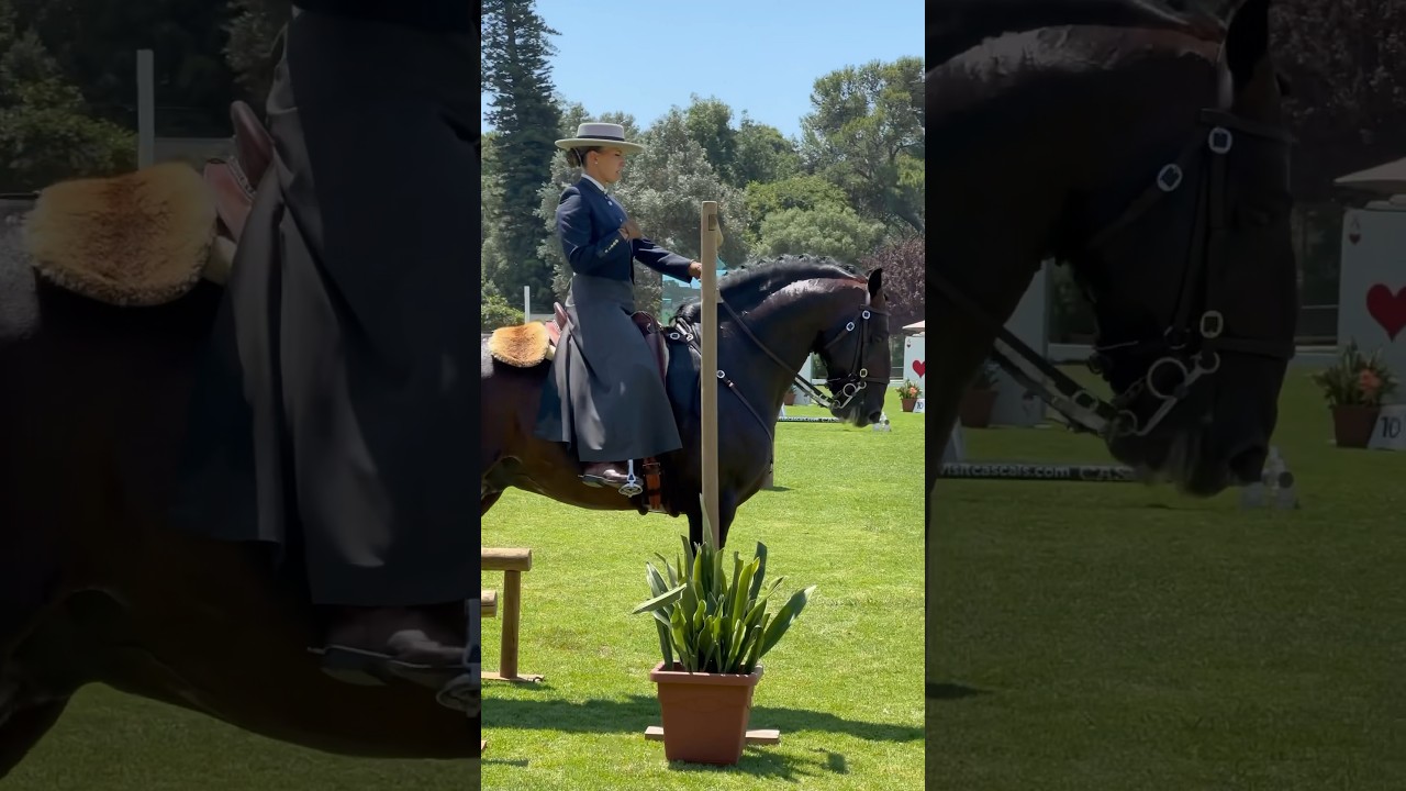 Working Equitation 🇵🇹 lusitano Isco & Mafalda Mendes 2023 Cascais #horse #equestrian #equitation