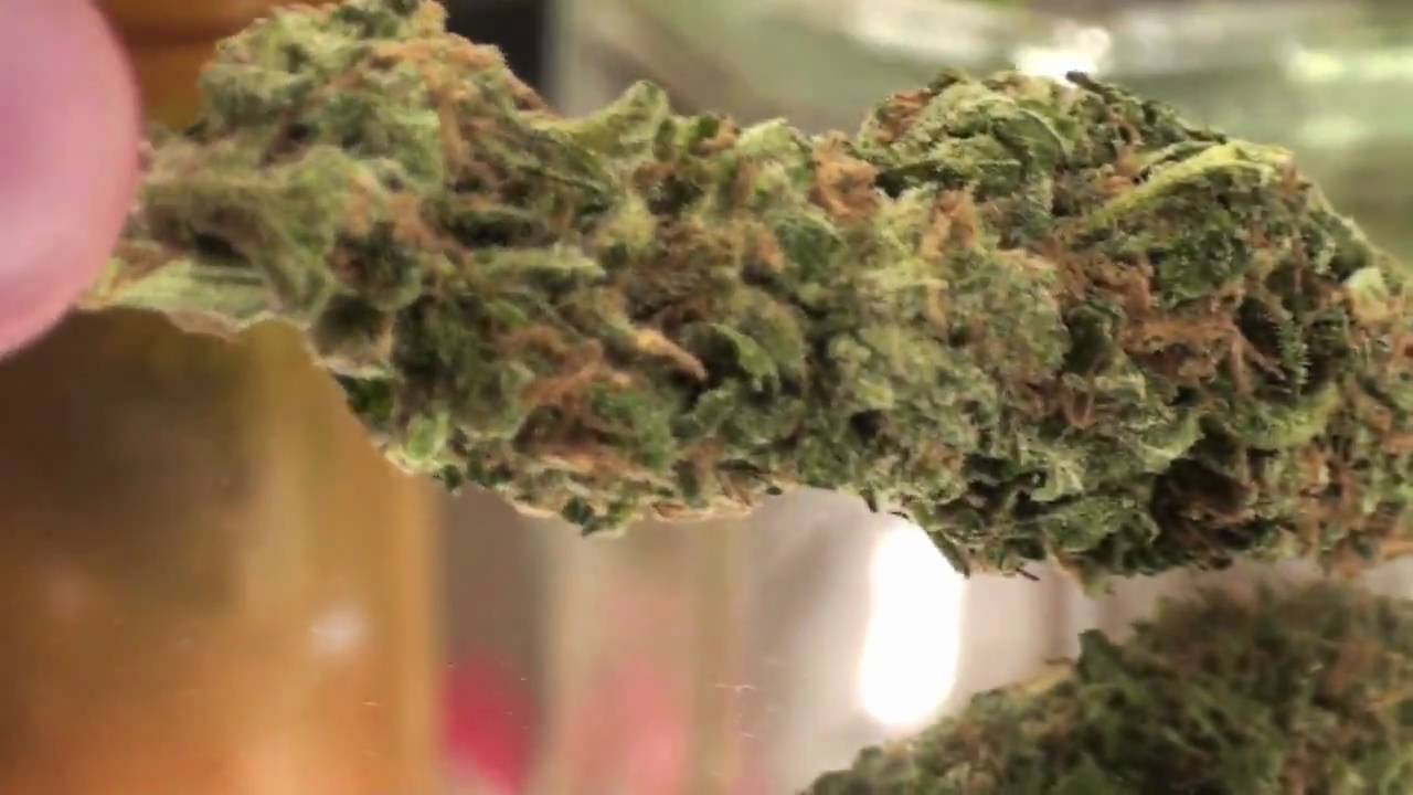 Lemon Skunk
