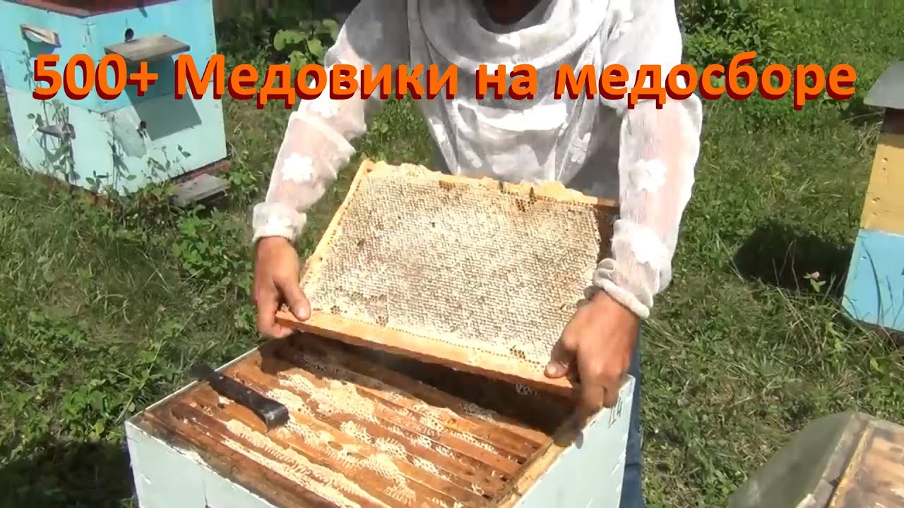 500+ Зачем к медосбору готовим медовики?