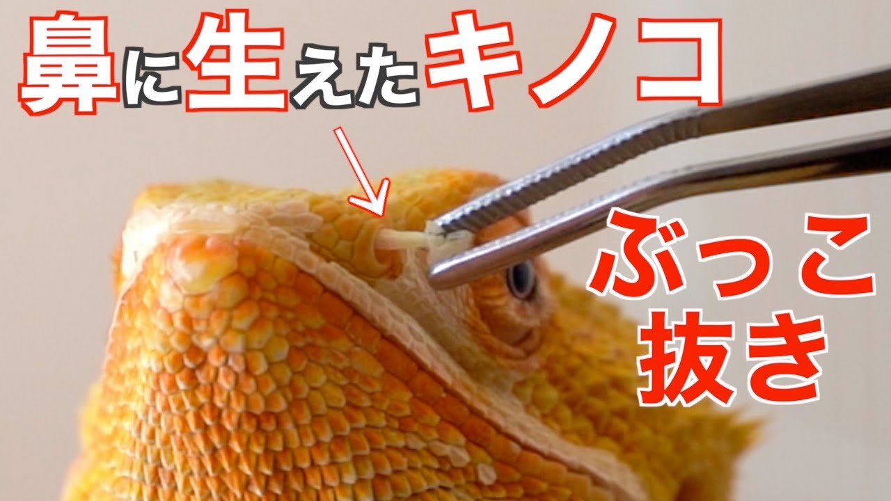 【脱皮】フトアゴヒゲトカゲの鼻に生えたキノコを引っこ抜きました【鼻えのき・飼育・爬虫類】
