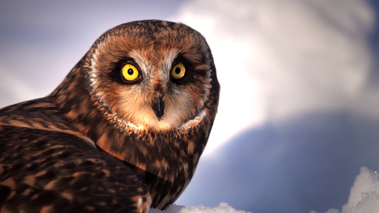 Acres for Owls - Help save endangered Owls!