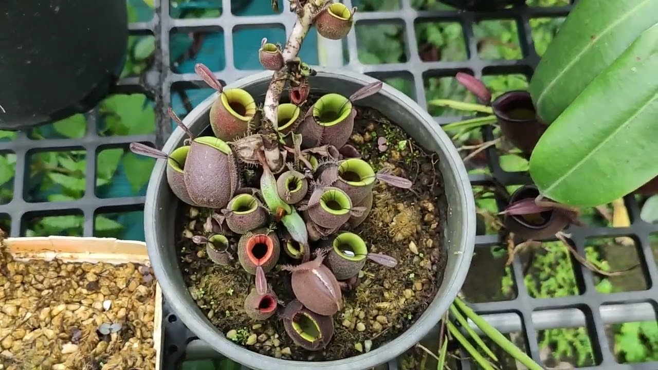 Review nhẹ vườn trồng cây nắp ấm Ampullaria tại Sì Gòn, toàn cây đẹp