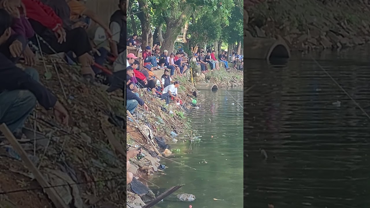 PELEPASAN IKAN MAS 3 T0N DI SETU BABAKAN DALAM RANGKA HUT KOTA JAKARTA 2025