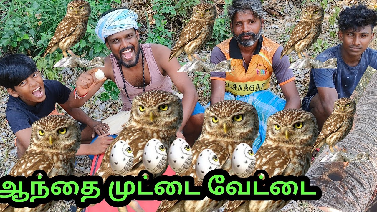 ஆந்தை 🦉 முட்டை வேட்டை #பனைமரபொந்தில்ஆந்தைமுட்டை #owl