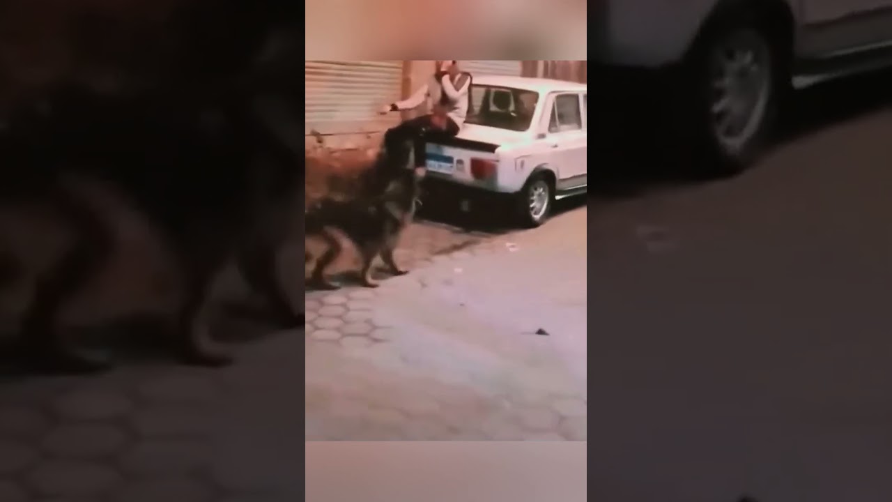 Lakukan ini jika dikejar anjing‼️