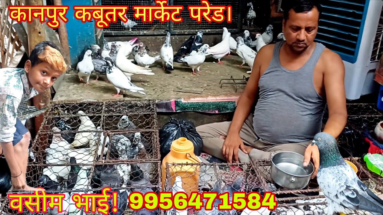 कानपुर कबूतर मार्केट परेड // kabutar market    वसीम भाई! MO.9956471584
