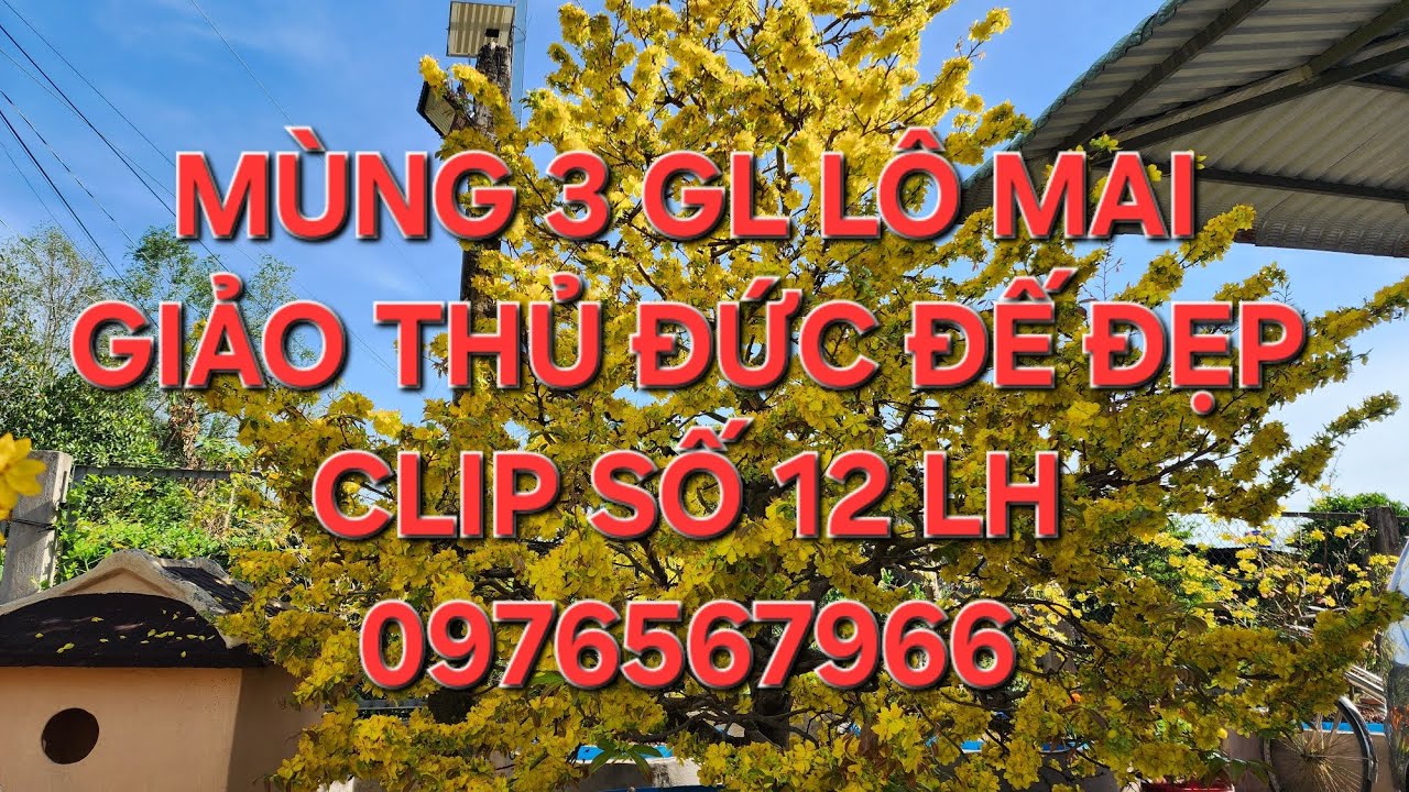 19/02 minh nhí 0976567966 gl lô mai giảo thủ đức đế đẹp  giá hữu nghị