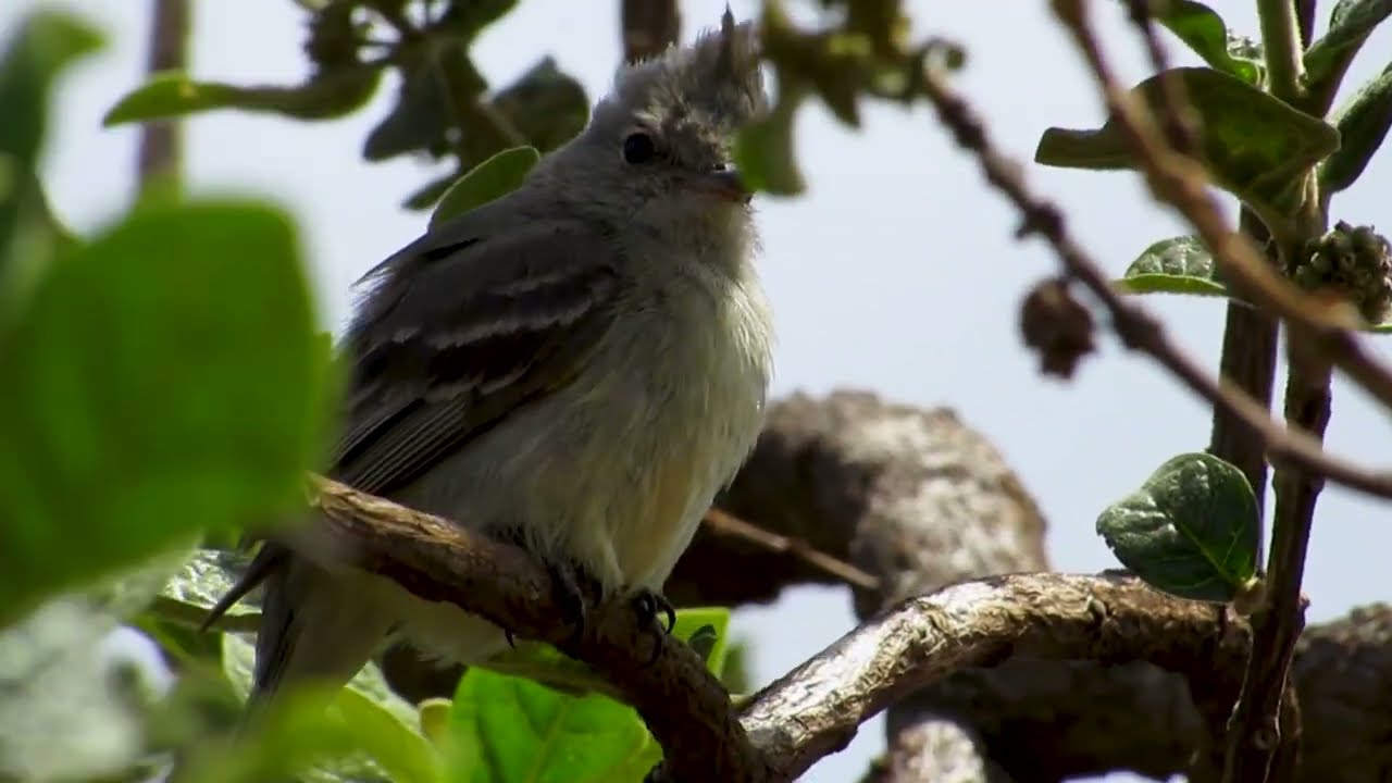 Momento raro: Guaracava-de-barriga-amarela regurgitando sementes