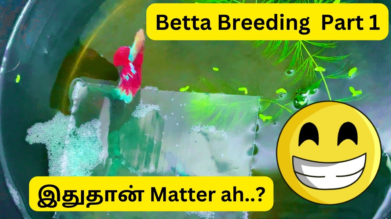 Betta Breeding Part 1 