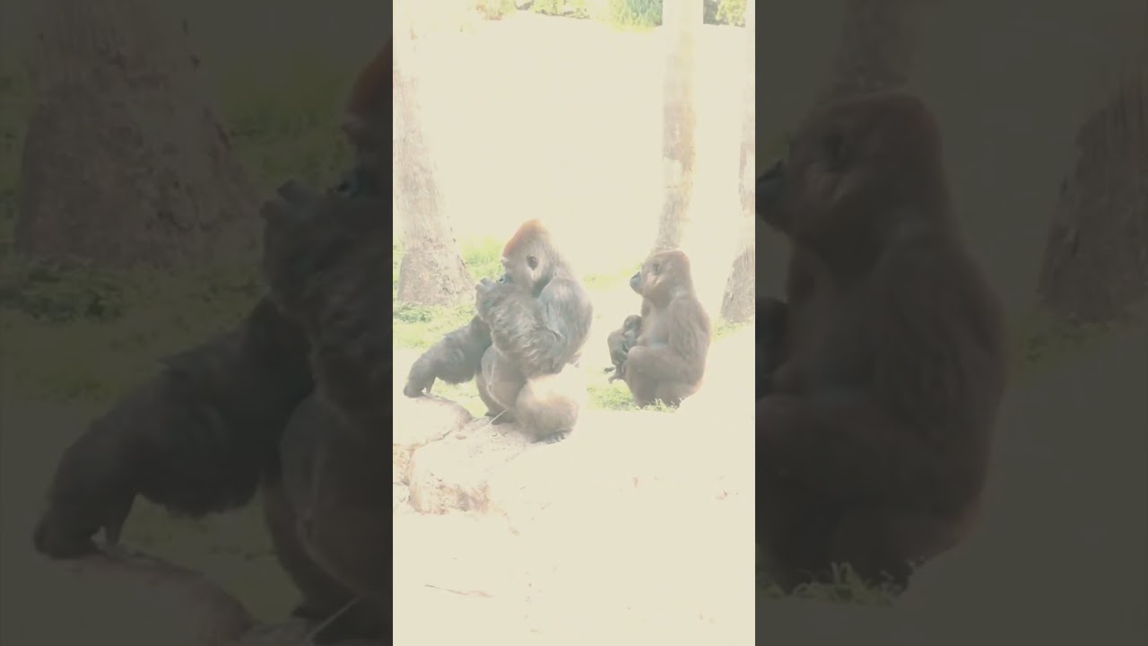 Don't miss the Baby Gorillas