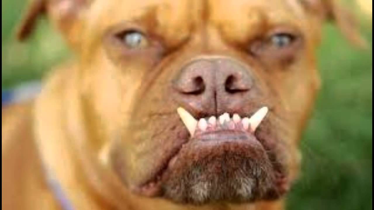 Sound effect - cane arrabbiato - Angry dog