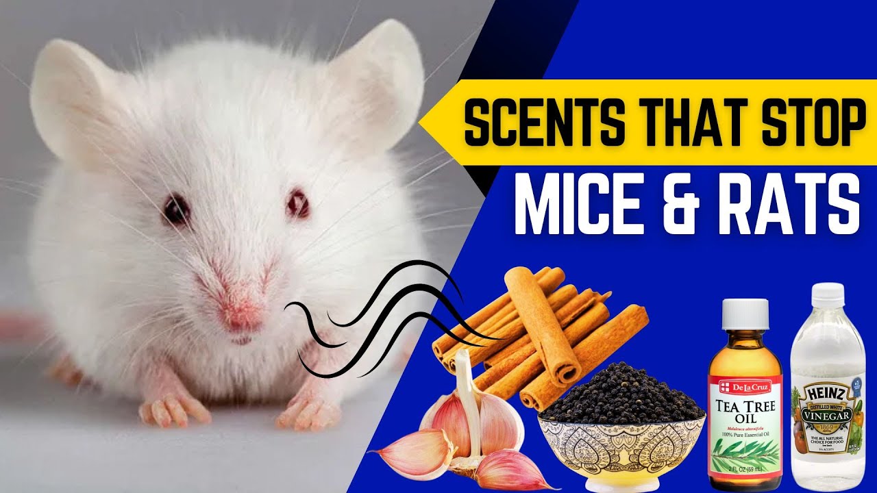 8 Smells That Mice and Rats Hate