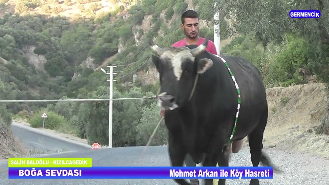 1.BÖLÜM BOĞA SEVDASI