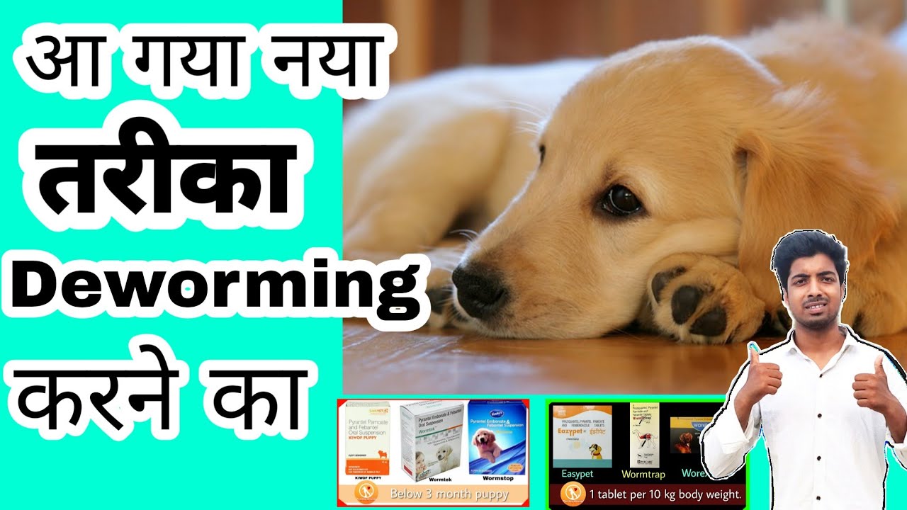 Dog care - Deworming || medicine name || schedule || by pomtoy anurag