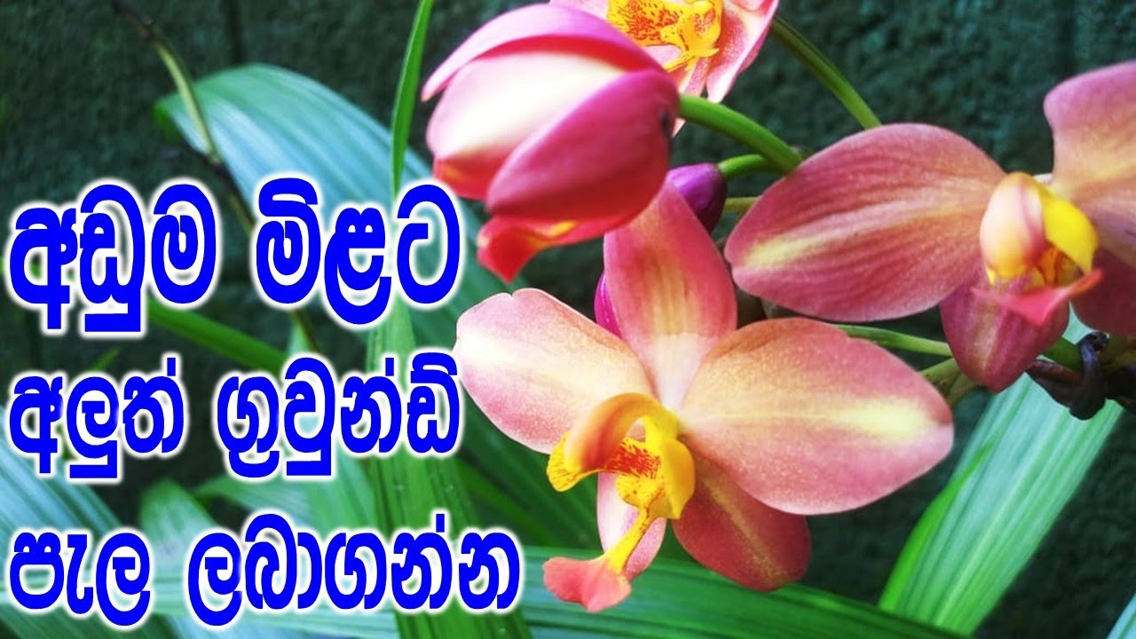 ගම්පහ   පල්ලෙවෙල  මල් පැල තවාන. | flowers | garden | plants | lokki