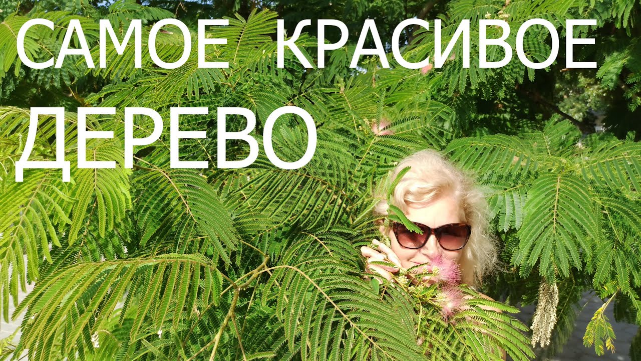 Как правильно посадить альбицию: секреты выращивания шелковой акации в саду