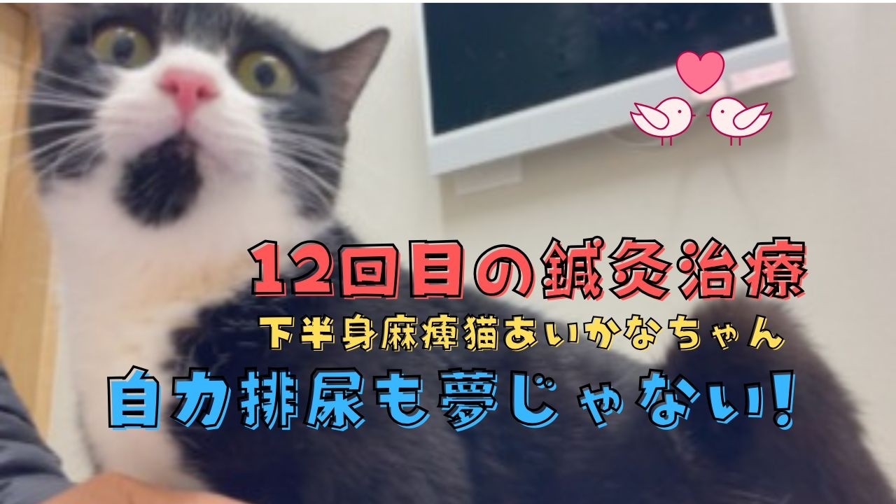 【フルバージョン】12回目の鍼灸治療💓自力排尿の兆し🥰下半身麻痺猫あいかなちゃん🐈‍⬛肥大型心筋症猫ごまだんごくん💓13匹の大家族💓#下半身麻痺猫#心臓疾患猫#鍼灸治療猫#肥大型心筋症猫