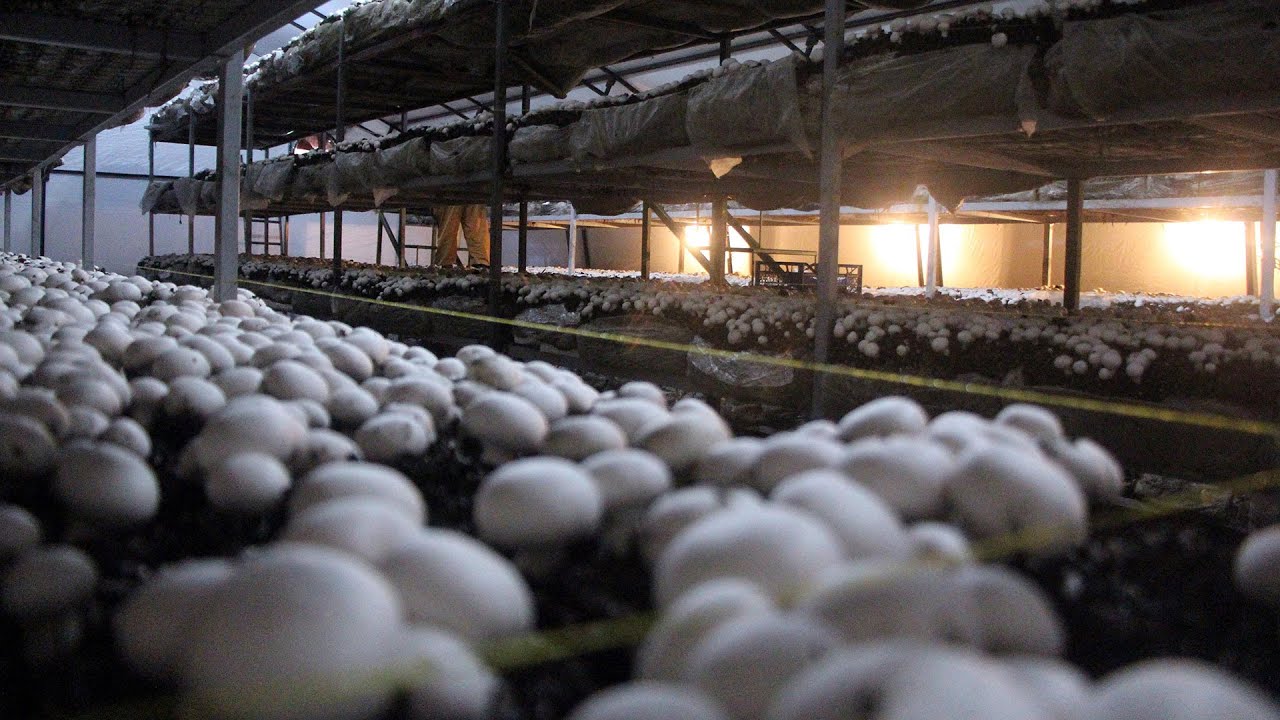 70 bin TL yatırımla ürettiği mantarlardan 45 günde bir, 20 bin TL kazanıyor
