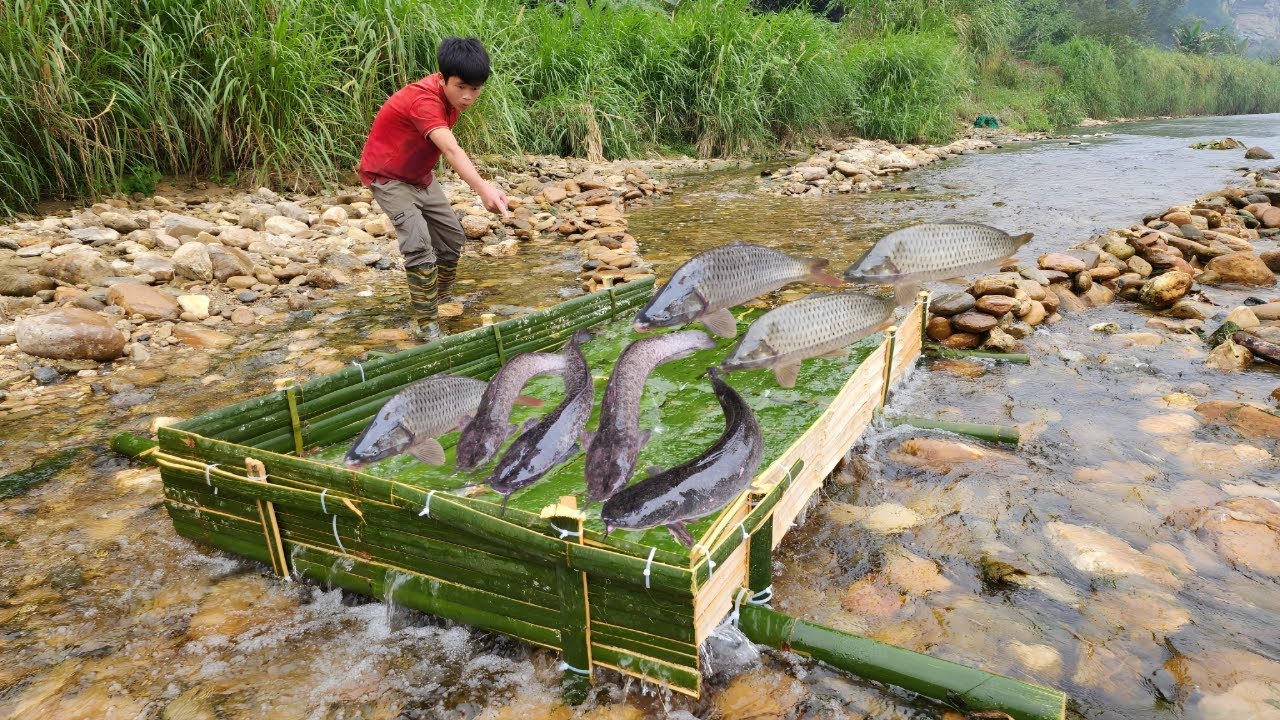 The boy Lam wove bamboo to make a fish trap in the stream. Luckily, he caught more than 10kg of fish