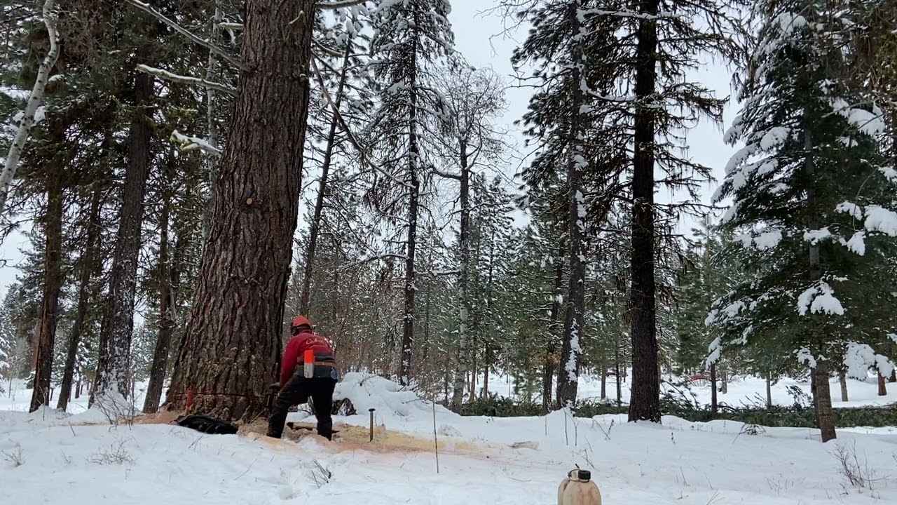 Nice Pine