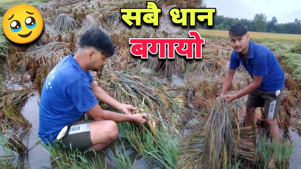 यसपालिको धान सबै पानीले बगायो🥹 दादा अब खेति नगर्ने हरे😔 किसानहरूको बिजोक🥺 ||Sagar Vlog||@SagarVlog-S