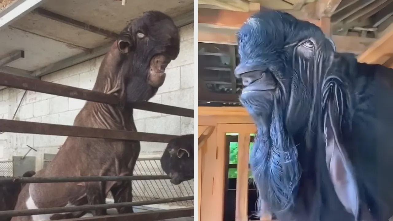 Cabra de Damasco: &iexcl;la cabra m&aacute;s extra&ntilde;a que jam&aacute;s hayas visto!