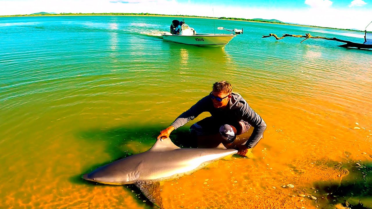 BULLSHARK and BARRAMUNDI fishing