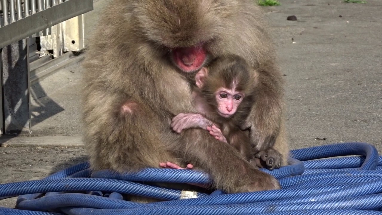 波勝崎苑の子猿322