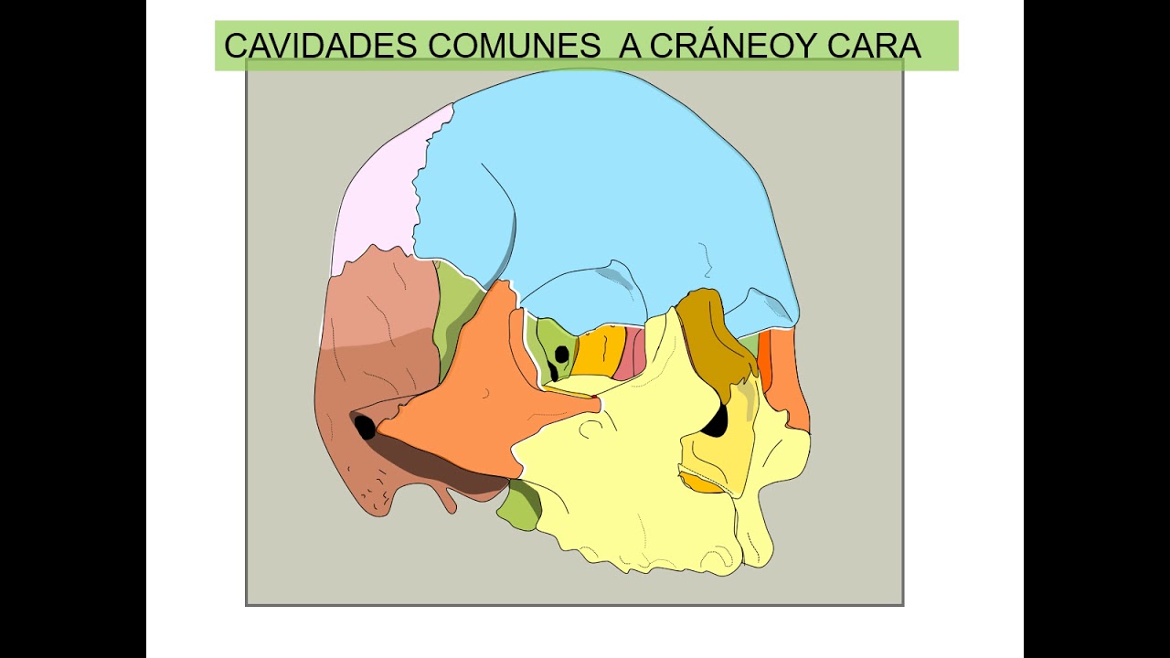 Cavidades comunes al cráneo y a la cara pptx
