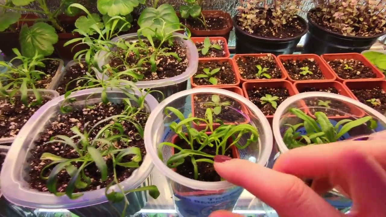 АЛИССУМ.МОЖНО ЛИ СОХРАНИТЬ АЛИССУМ ЗИМОЙ.2022