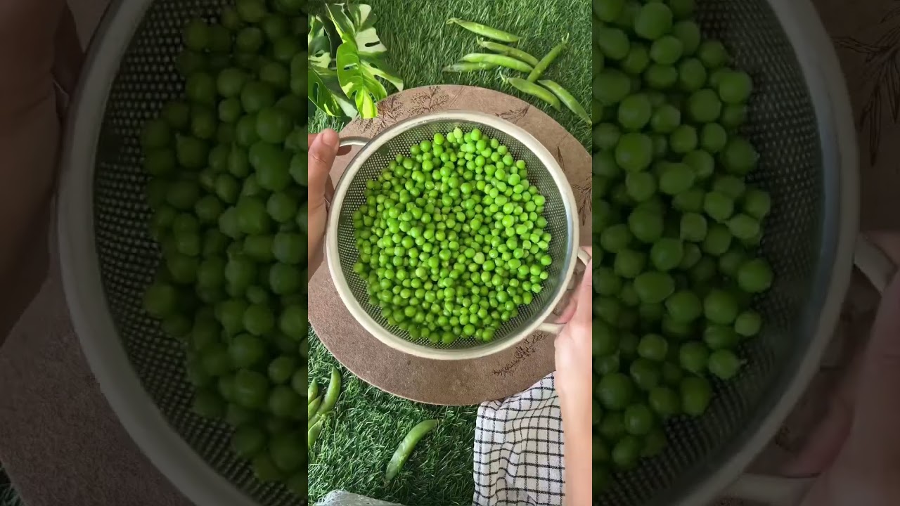 Preserve Green Peas for upto 1 Year by FREEZING IT CORRECTLY ! No Wrinkles & retain colour