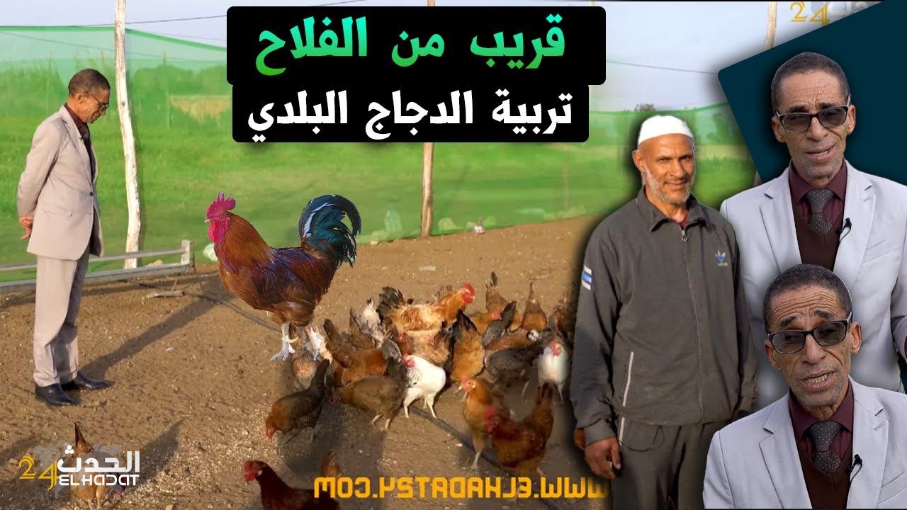 قريب من الفلاح...تربية الدجاج البلدي..من المشاريع المربحة للفلاح