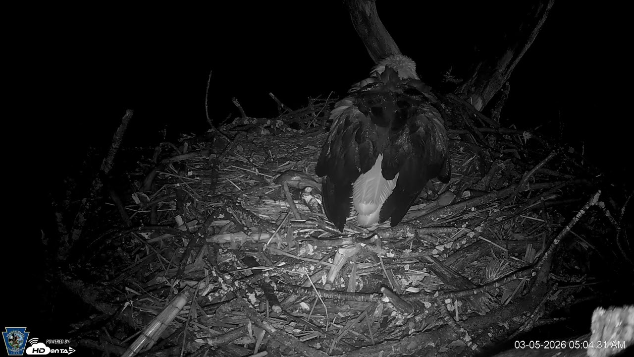 Hanover Eagles Live Cam   HDOnTap — Mozilla Firefox 2026 03 05 04 59 32