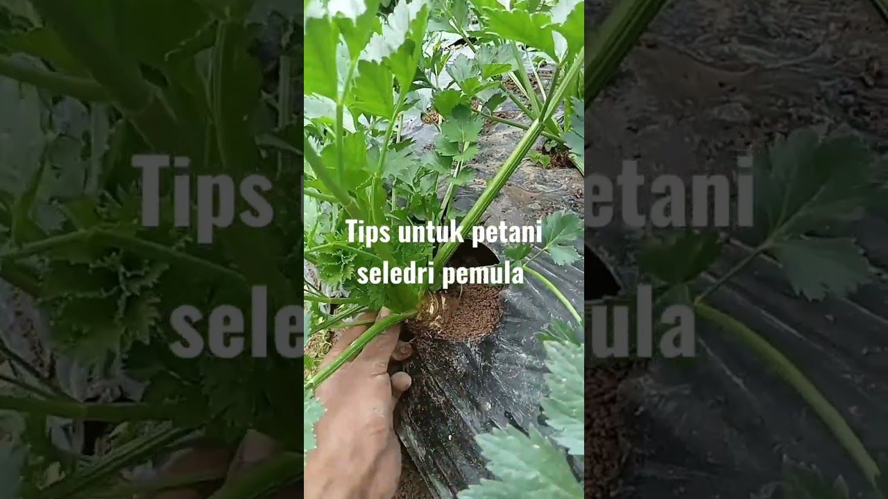tips untuk petani seledri pemula