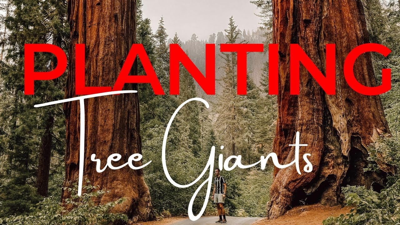 Planting a Grove of GIANTS | Giant sequoia
