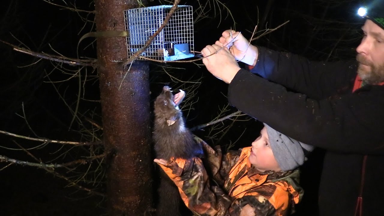 Fellefangst av Mår, Vang i Hedmark