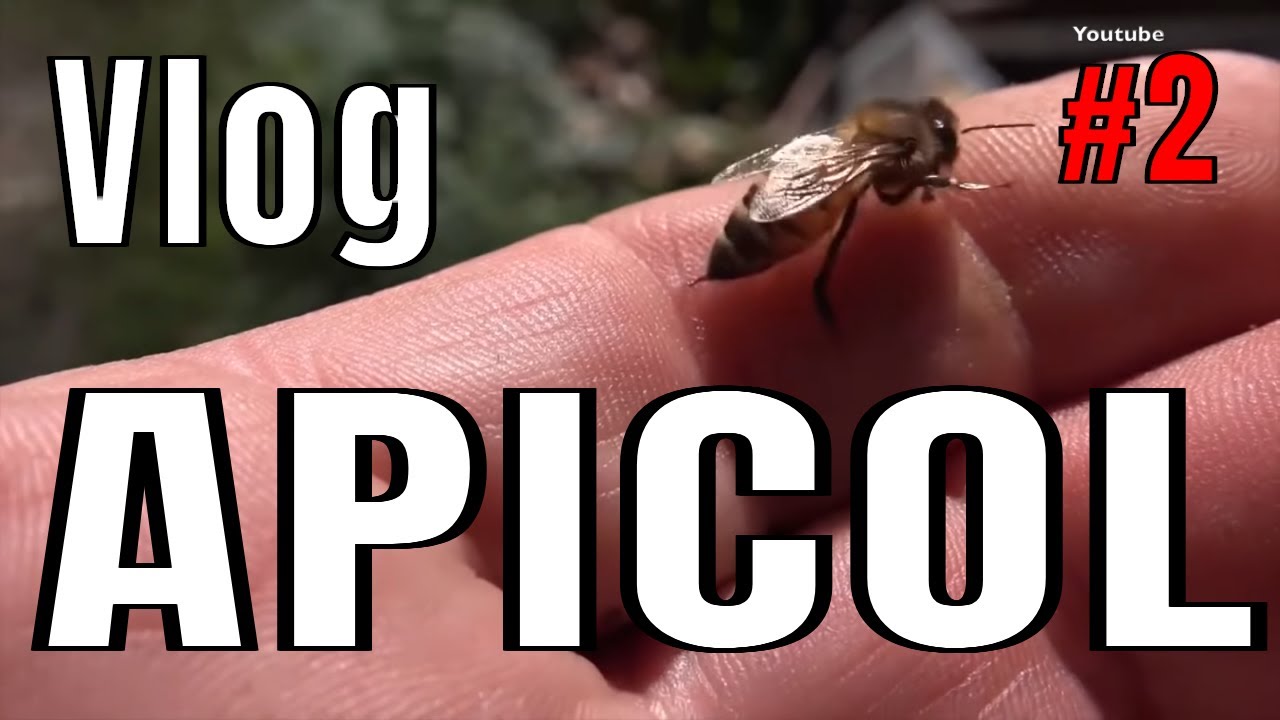 Primii pasi in Apicultura  Bee Vlog #2