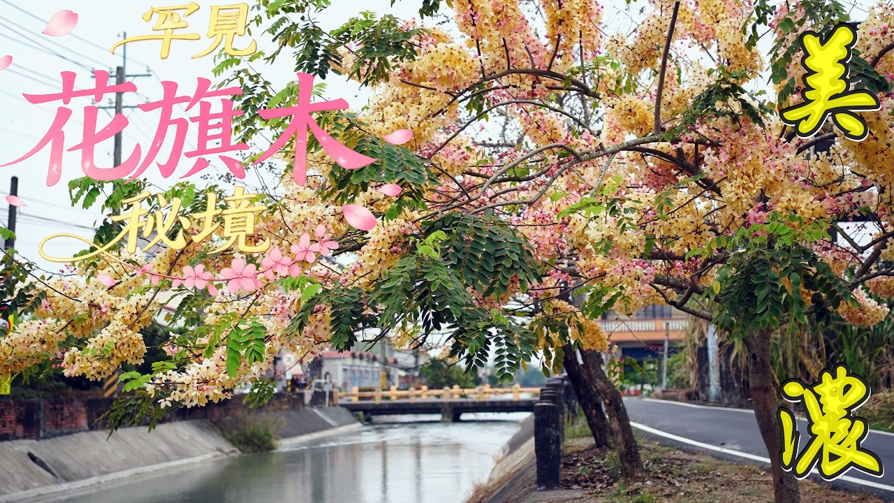 罕見高貴金黄色花旗木秘境 平地櫻花的聖地-美濃六龜  神威天臺山