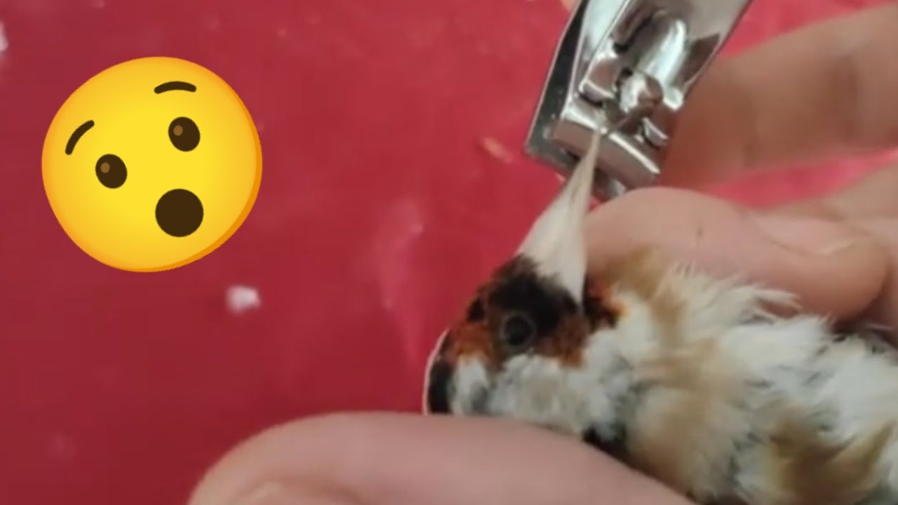 طريقة قص منقار الحسون بسهولة👌الوقت المناسب