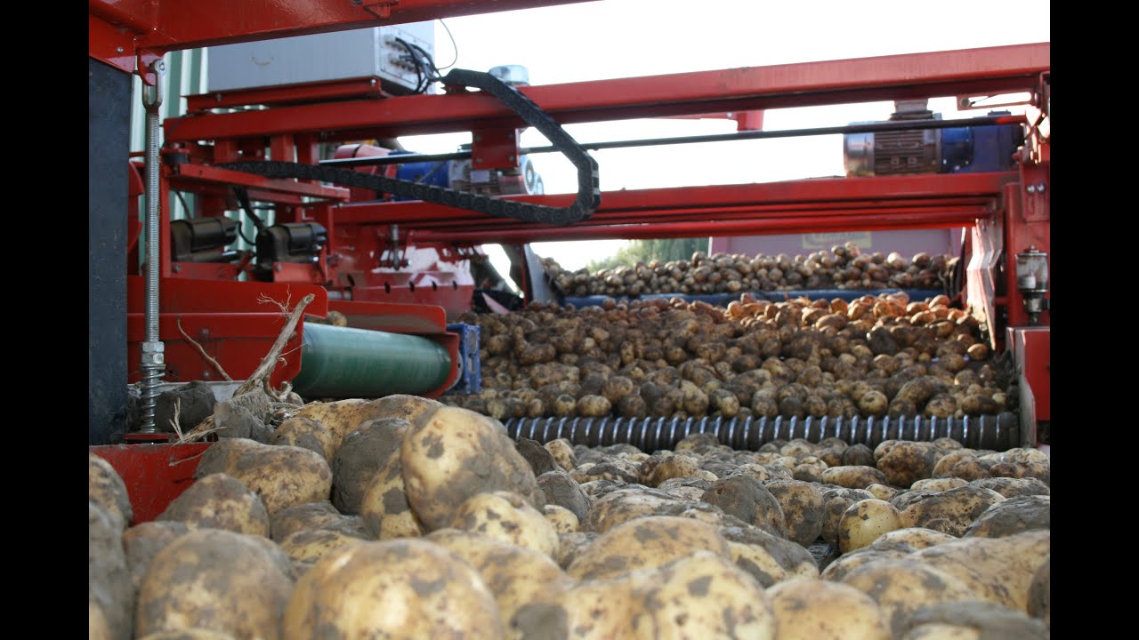 DOWNS Combi Mobile Potato Grader with SCOTTS EVOLUTION EVO SEP, clod and stone separator - Déterreur