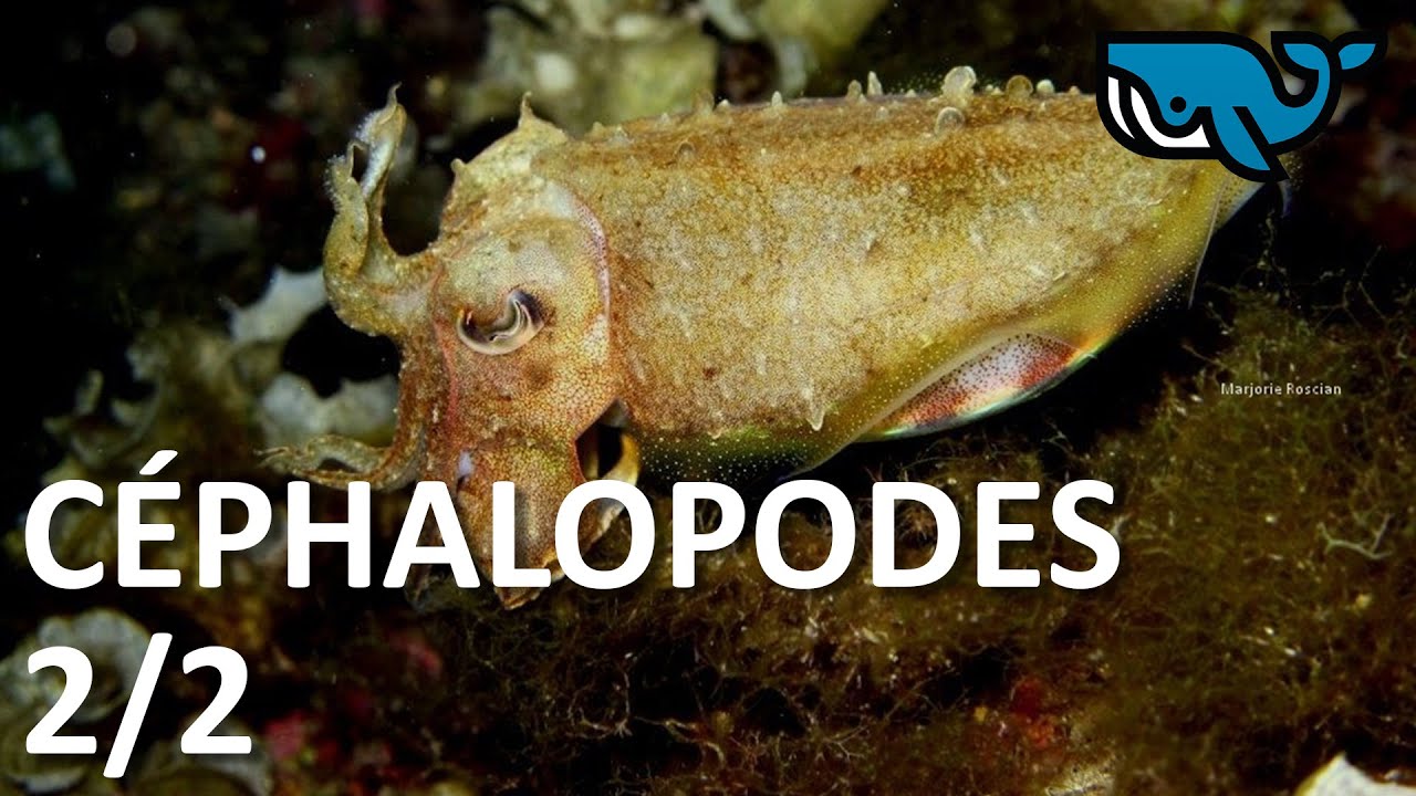 S02E36 : Céphalopodes 2/2, Marjorie Roscian, océanographe BALEINE SOUS GRAVILLON