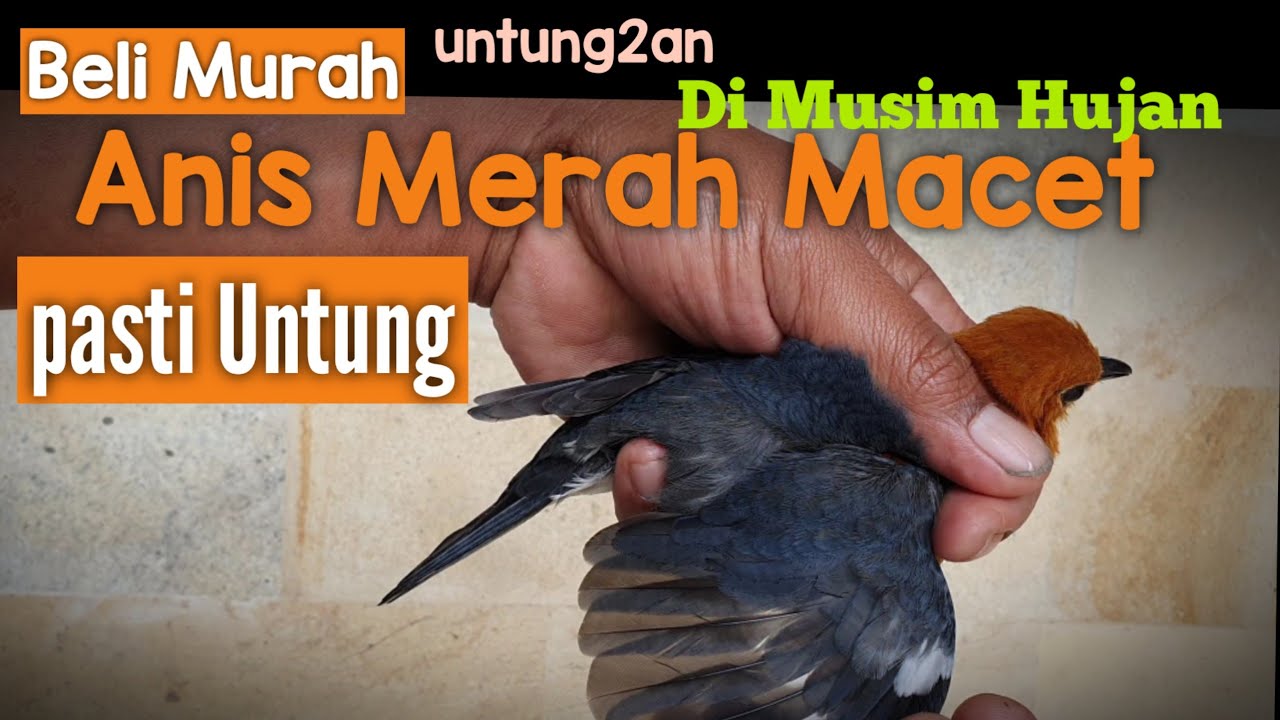 Anis Merah Macet total  tips untung2an membeli di musim Hujan, Banyak sudah Terbukti simak TIPSnya .